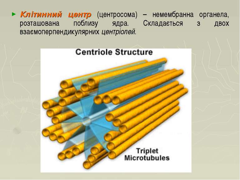 Клітинний центр (центросома) – немембранна органела, розташована поблизу ядра...
