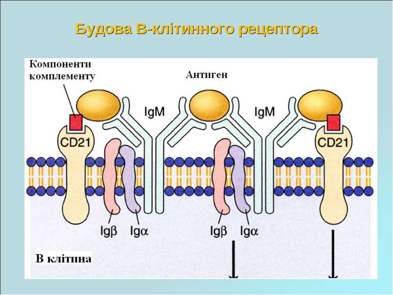 Будова В-клітинного рецептора