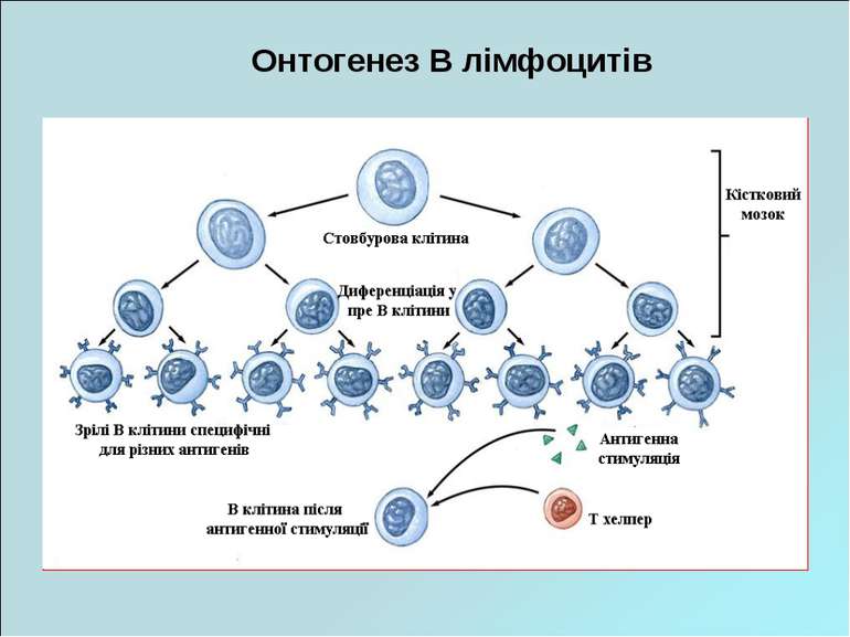 Онтогенез В лімфоцитів