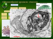 Одномембранні органели: лізосоми Пластиди ТДМУ