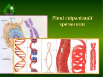 Рівні спіралізації хромосоми ТДМУ