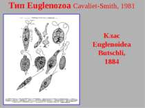 Тип Euglenozoa Cavaliet-Smith, 1981 Клас Euglenoidea Butschli, 1884