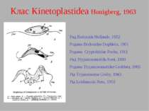 Клас Kinetoplastidea Honigberg, 1963 Ряд Bodonida Hollande, 1952 Родина Bodon...