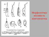 Морфологічна мінливість кінетопластид