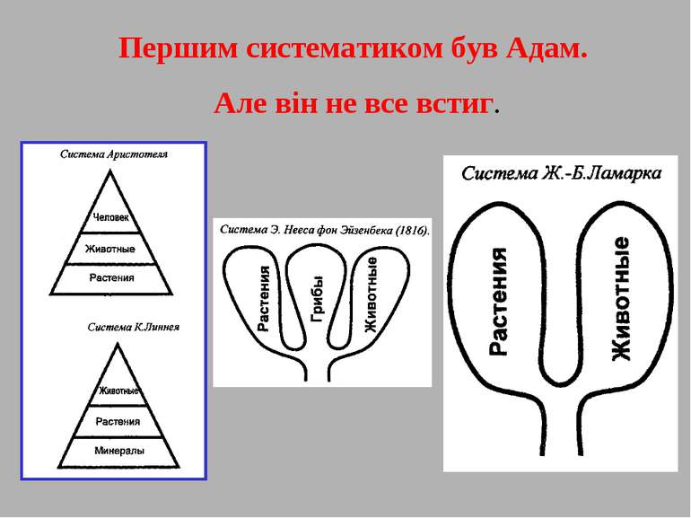 Першим систематиком був Адам. Але він не все встиг.