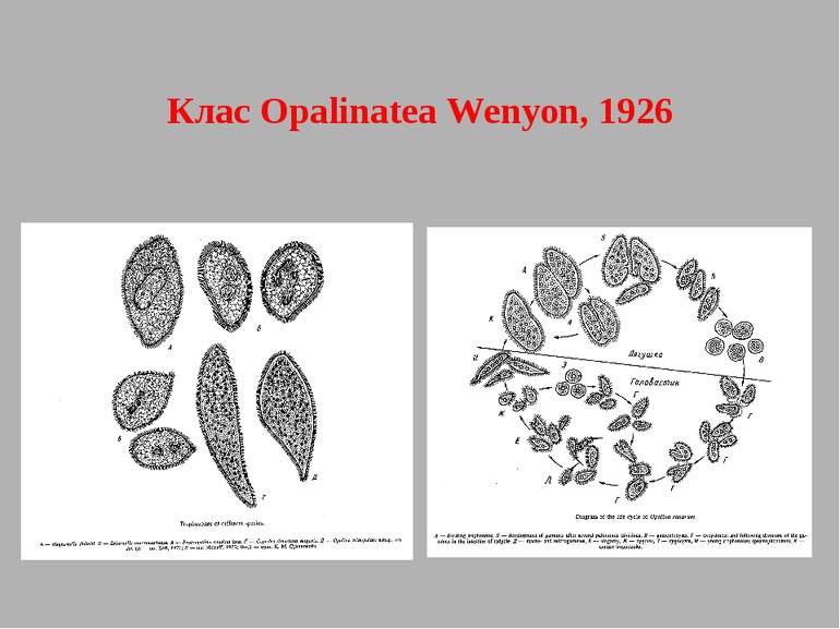 Клас Opalinatea Wenyon, 1926