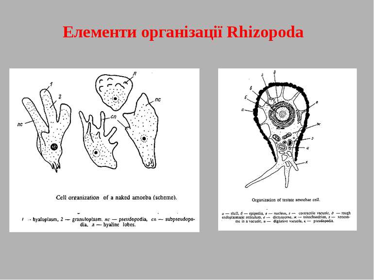 Елементи організації Rhizopoda