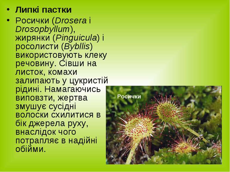 Липкі пастки Росички (Drosera i Drosopbyllum), жирянки (Pinguicula) і росолис...