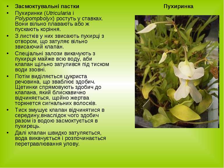 Засмоктувальні пастки Пухиринки (Utricularia i Polypompbolyx) ростуть у ставк...