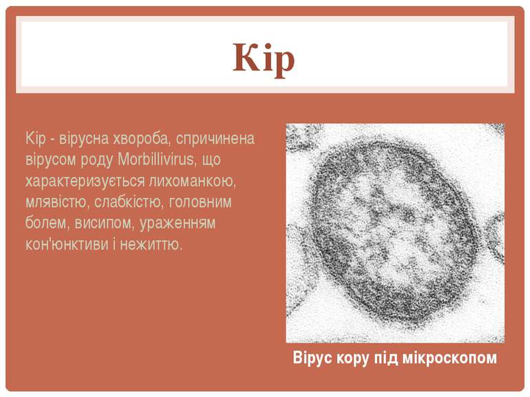Кір Кір - вірусна хвороба, спричинена вірусом роду Morbillivirus, що характер...
