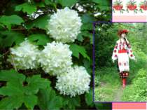Текст-опис Весною вона зацвітає запашним білим цвітом. Кожна квіточка, ніби д...