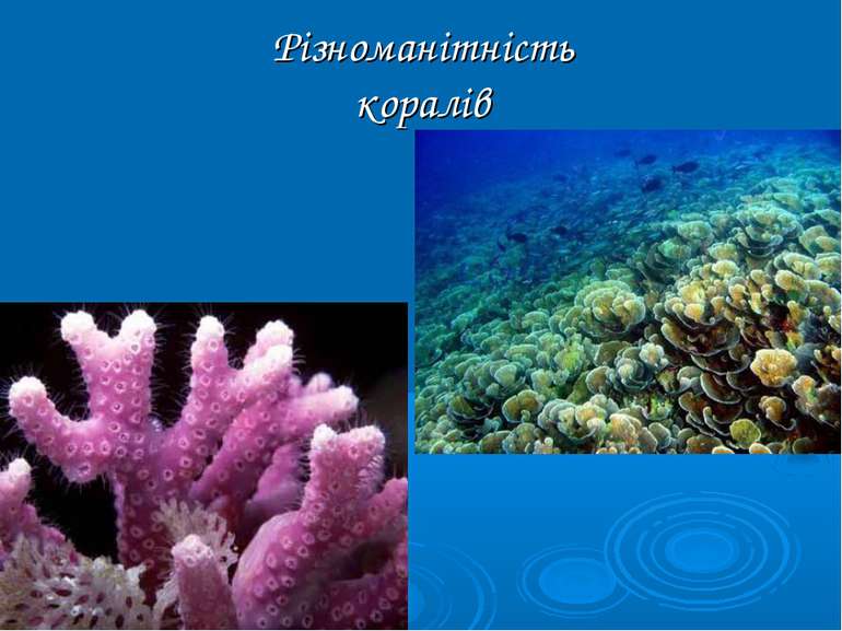 Різноманітність коралів