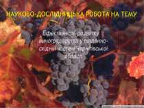 Ефективність розвитку виноградарства у південно-східній частині Чернігівської...