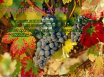 Виноградник вступить у плодоношення на 3-й рік, протягом 4, 5 року буде зрост...