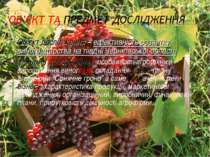 Об’єкт дослідження – ефективність розвитку виноградарства на півдні Чернігівс...