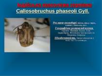 Індійська квасолева зернівка Callosobruchus phaseoli Gyll. Рослини-господарі:...