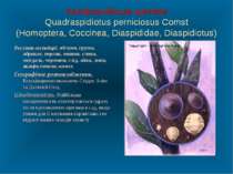 Каліфорнійська щитівка Quadraspidiotus perniciosus Comst (Homoptera, Coccinea...