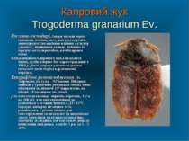 Капровий жук Trogoderma granarium Ev. Рослини-господарі. Завдає шкоди зерну: ...
