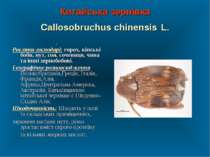 Китайська зернівка Callosobruchus chinensis L. . Рослини-господарі: горох, кі...
