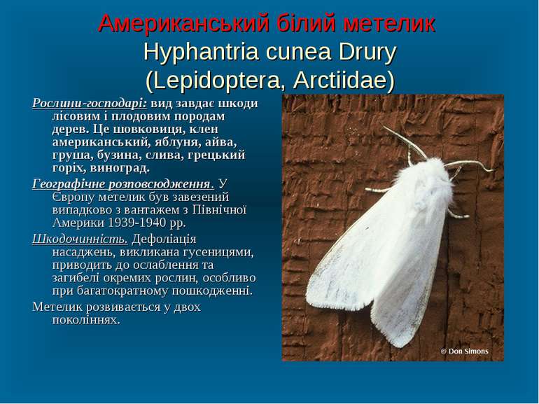 Американський білий метелик Hyphantria cunea Drury (Lepidoptera, Arctiidae) Р...