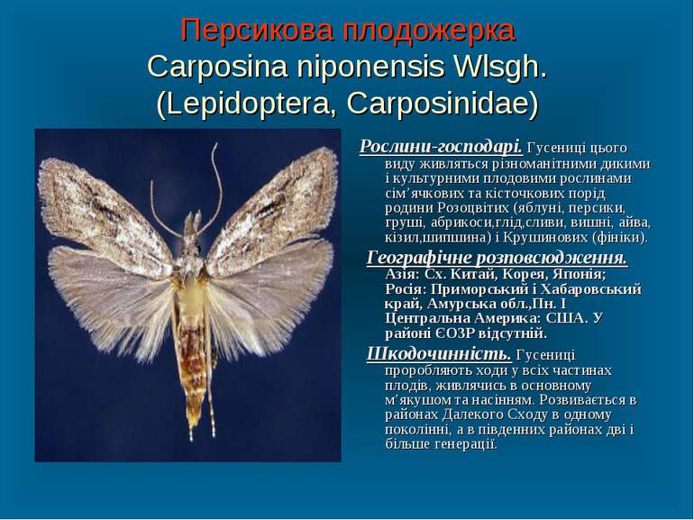 Персикова плодожерка Carposina niponensis Wlsgh. (Lepidoptera, Carposinidae) ...
