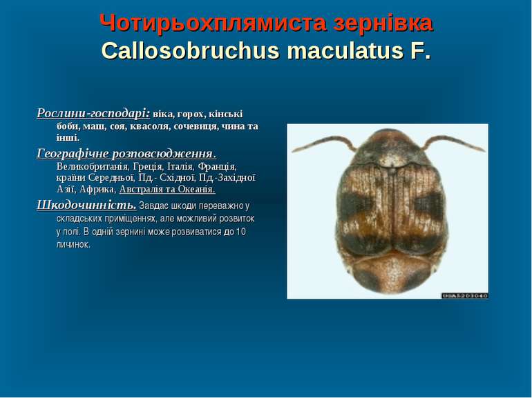 Чотирьохплямиста зернівка Callosobruchus maculatus F. Рослини-господарі: віка...