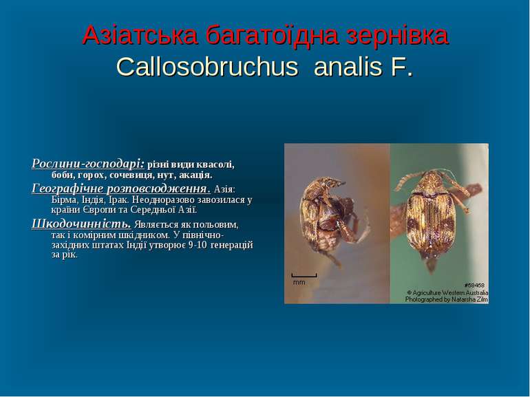 Азіатська багатоїдна зернівка Callosobruchus analis F. Рослини-господарі: різ...