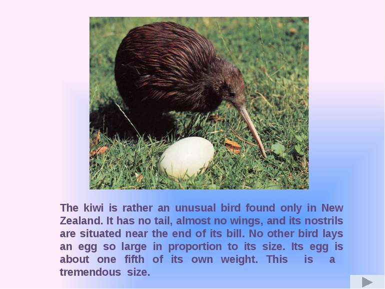 The kiwi is rather an unusual bird found only in New Zealand. It has no tail,...