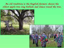 An old tradition is the English farmers choose the oldest apple-tree sing bal...