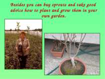 Besides you can buy sprouts and take good advice how to plant and grow them i...