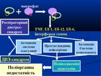 макрофаг TNF, ІЛ-1, ІЛ-12, ІЛ-6, інтерферон гамма Активація системи коагуляці...