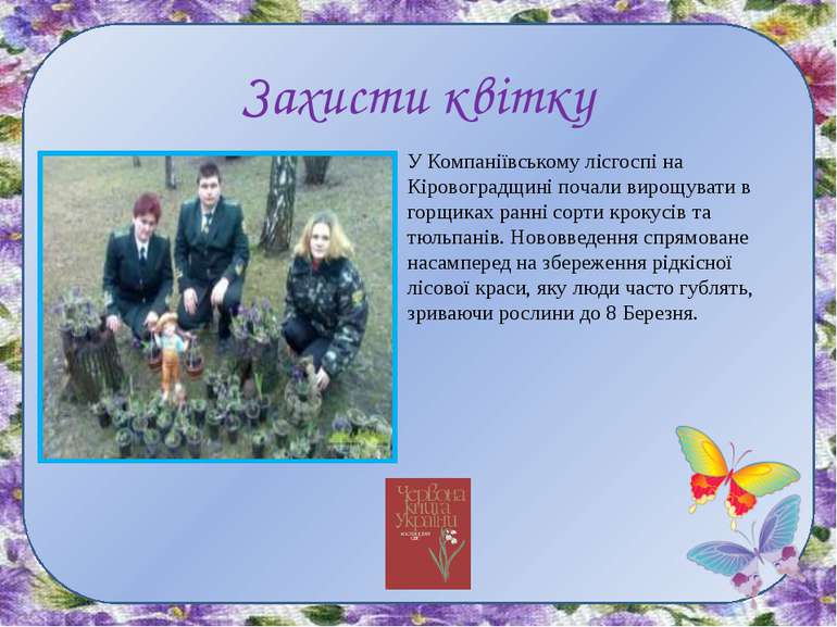 Захисти квітку У Компаніївському лісгоспі на Кіровоградщині почали вирощувати...