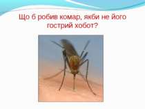 Що б робив комар, якби не його гострий хобот?