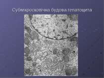 Субмікроскопічна будова гепатоцита