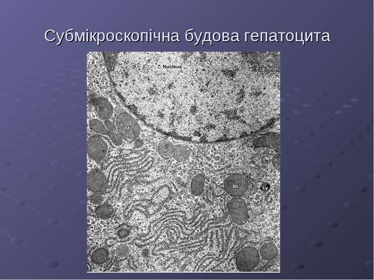 Субмікроскопічна будова гепатоцита