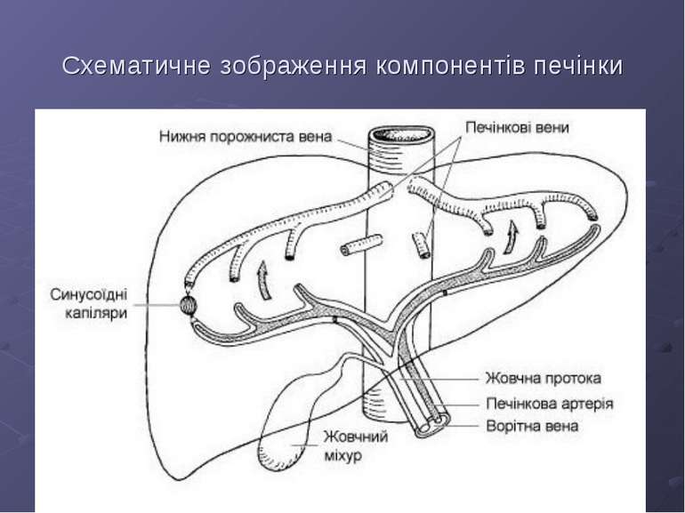 Схематичне зображення компонентів печінки