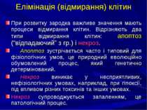 Елімінація (відмирання) клітин При розвитку зародка важливе значення мають пр...