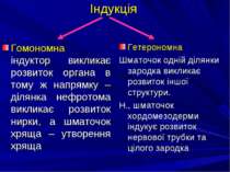 Індукція Гомономна індуктор викликає розвиток органа в тому ж напрямку – діля...