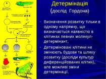 Детермінація (дослід Гордона) Визначення розвитку тільки в одному напрямку, щ...