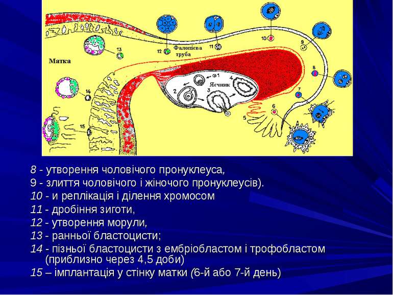 8 - утворення чоловічого пронуклеуса, 9 - злиття чоловічого і жіночого пронук...