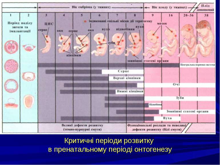 Критичні періоди розвитку в пренатальному періоді онтогенезу