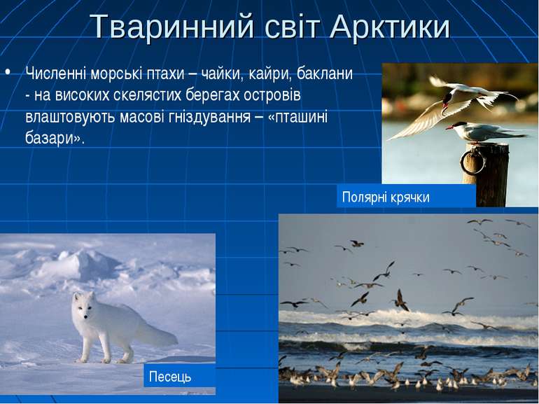 Тваринний світ Арктики Численні морські птахи – чайки, кайри, баклани - на ви...