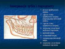 Іннервація зубів і пародонту 1 - вузол трійчатого нерва, 2 - друга гілка трій...