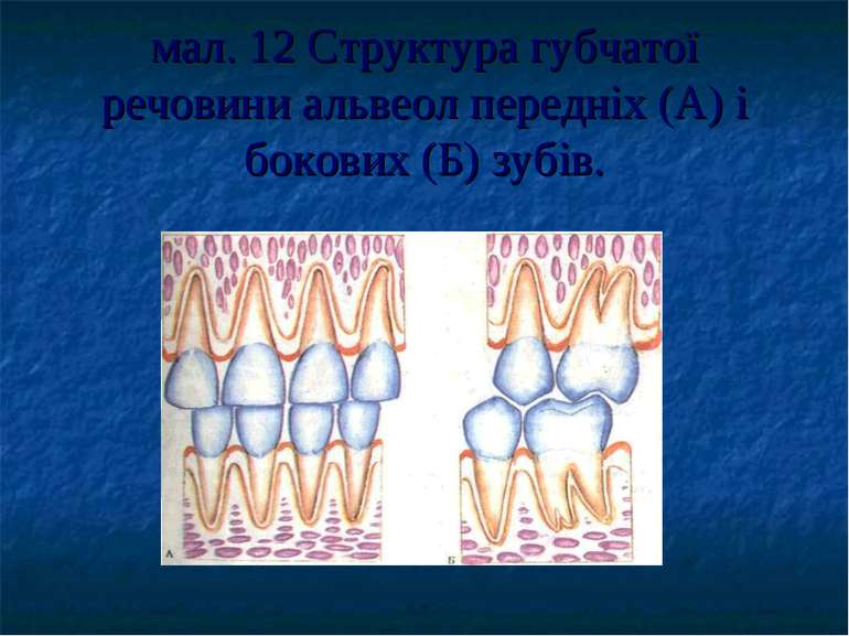 мал. 12 Структура губчатої речовини альвеол передніх (А) і бокових (Б) зубів.