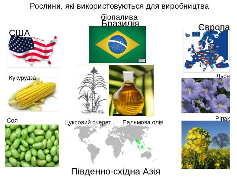 Рослини, які використовуються для виробництва біопалива США Кукурудза Соя Євр...