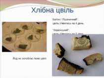 Хлібна цвіль Батон і “Пшеничний”: цвіль з'явилась на 4 день. “Український”: ц...
