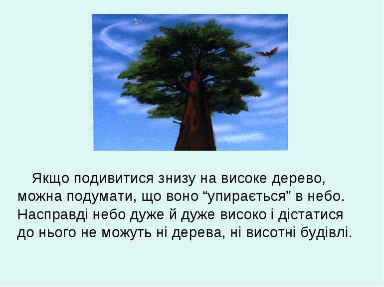 Якщо подивитися знизу на високе дерево, можна подумати, що воно “упирається” ...