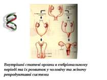 Внутрішні статеві органи в ембріональному періоді та їх розвиток у чоловічу т...