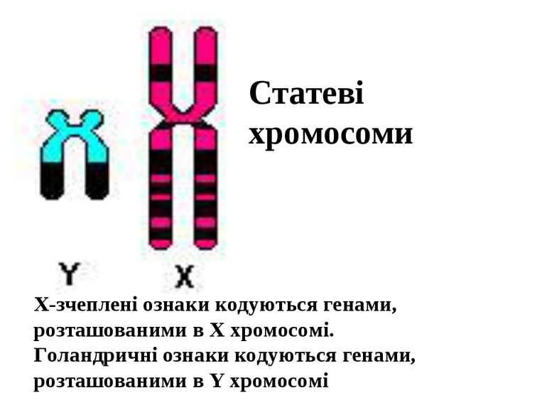 Х-зчеплені ознаки кодуються генами, розташованими в X хромосомі. Голандричні ...