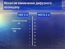 Механізм виникнення дифузного потенціалу HCl 1 н HCl 0.1 н H+ Cl- + + + + + +...